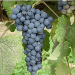 Thomcord Seedless Grapes -Pixies Gardens Screenshot 2025 01 01 at 1.33.33PM