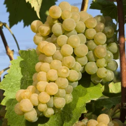 Seyval Blanc Wine Grape 11 Seyval Blanc Wine Grape -Pixies Gardens Seyval grapes