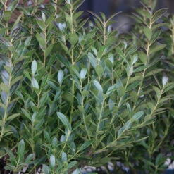 Lnkberry-Shamrock Holly 17 Lnkberry-Shamrock Holly -Pixies Gardens Shamrock Inkberry Holly Foliage and Leaves 03278