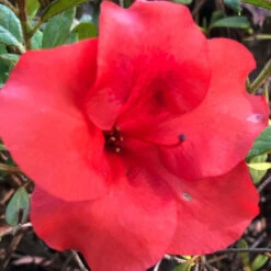 Autumn Princess Encore Azalea 8 Autumn Princess Encore Azalea -Pixies Gardens Shutterstock 1810689865