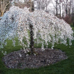 Snow Fountains Weeping Cherry Tree -Pixies Gardens Snow Fountain