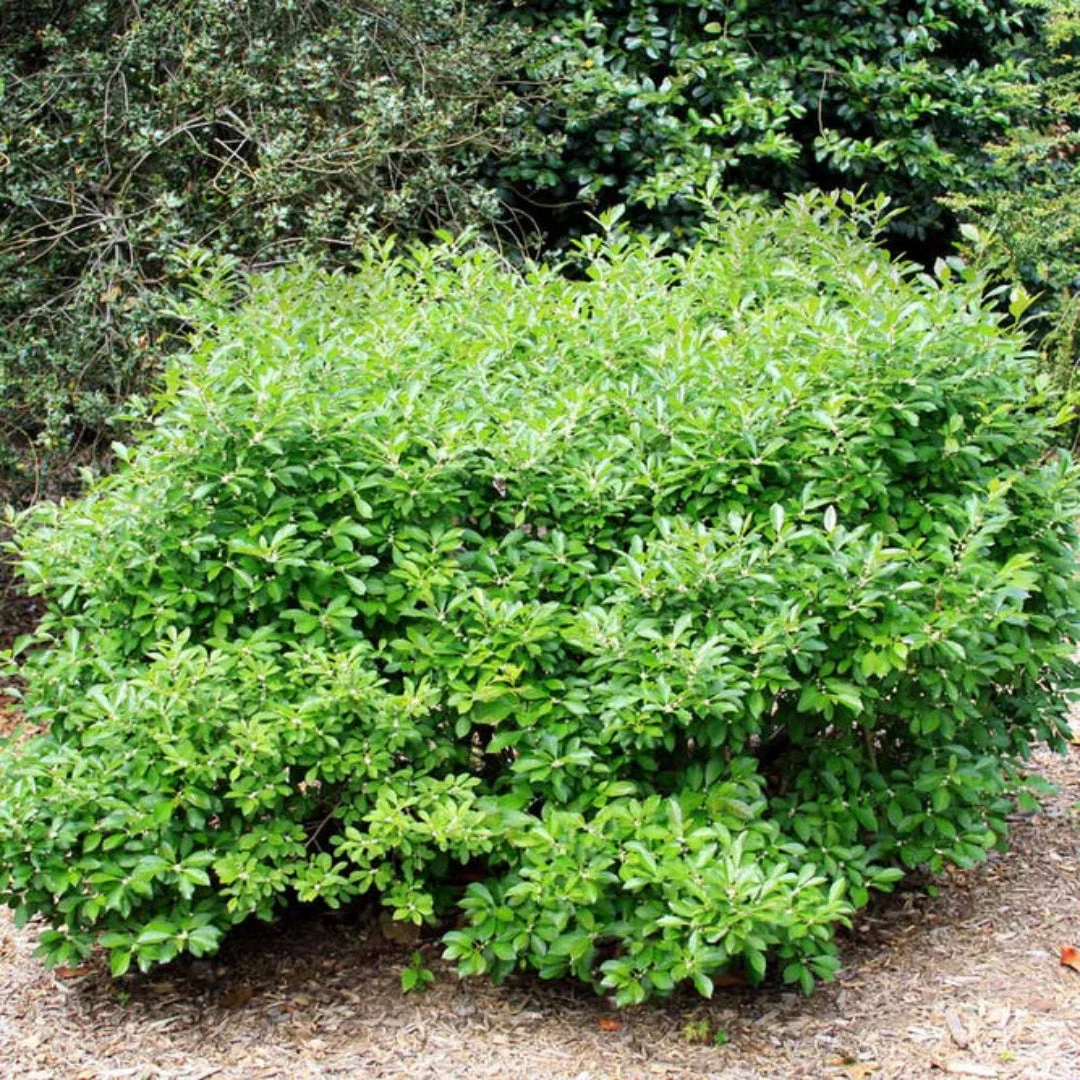 Southern Gentleman Holly 1 Southern Gentleman Holly