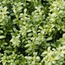 Steeds Japanese Holly 11 Steeds Japanese Holly -Pixies Gardens SteedsHolly 2