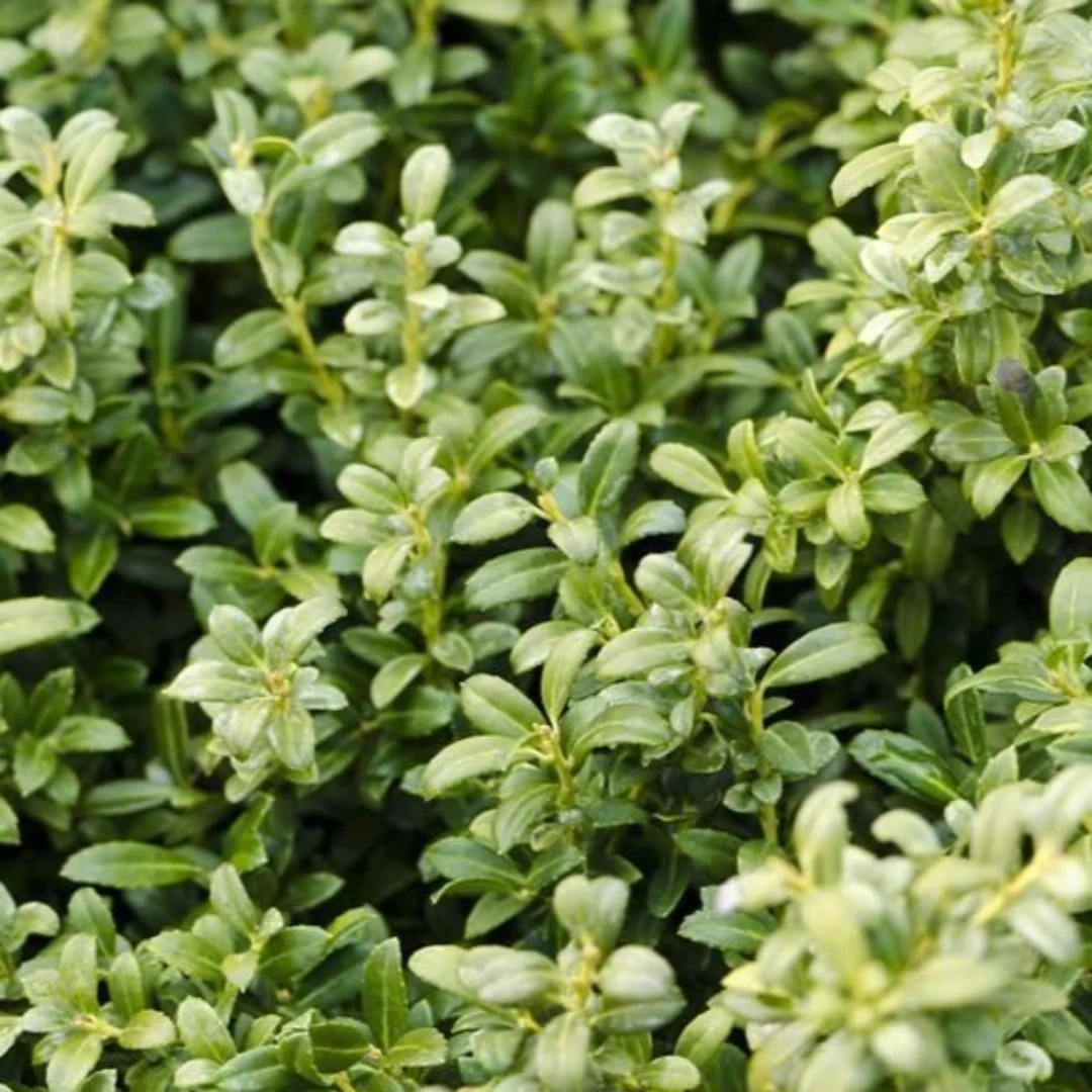 Steeds Japanese Holly 4 Steeds Japanese Holly - Image 4