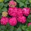 Summer Crush Reblooming Hydrangea