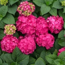 Summer Crush Reblooming Hydrangea