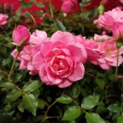 Sunrosa Fragrant Pink -Pixies Gardens Sunrosa Fragrant Pink Rose Plant 2 5 Pot Easy Care Landscaping Shrub Rose bd0867e3 31e3 4890 92a0 058c595de125.495d8dd96d589642ab3a3264f762694f