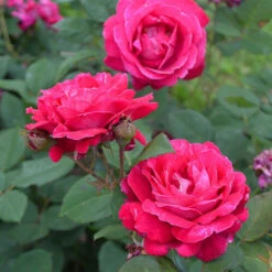 Sweet Spirit Rose -Pixies Gardens SweetSpiritRose 02 Custom