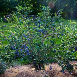 Bonita Blueberry Bush -Pixies Gardens Sweetheart blueberry 1 0b50d8a9 b7f7 4a05 a375 73839815e467