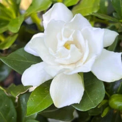 Sweet Tea Gardenia
