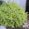 Twist Of Lime Glossy Abelia