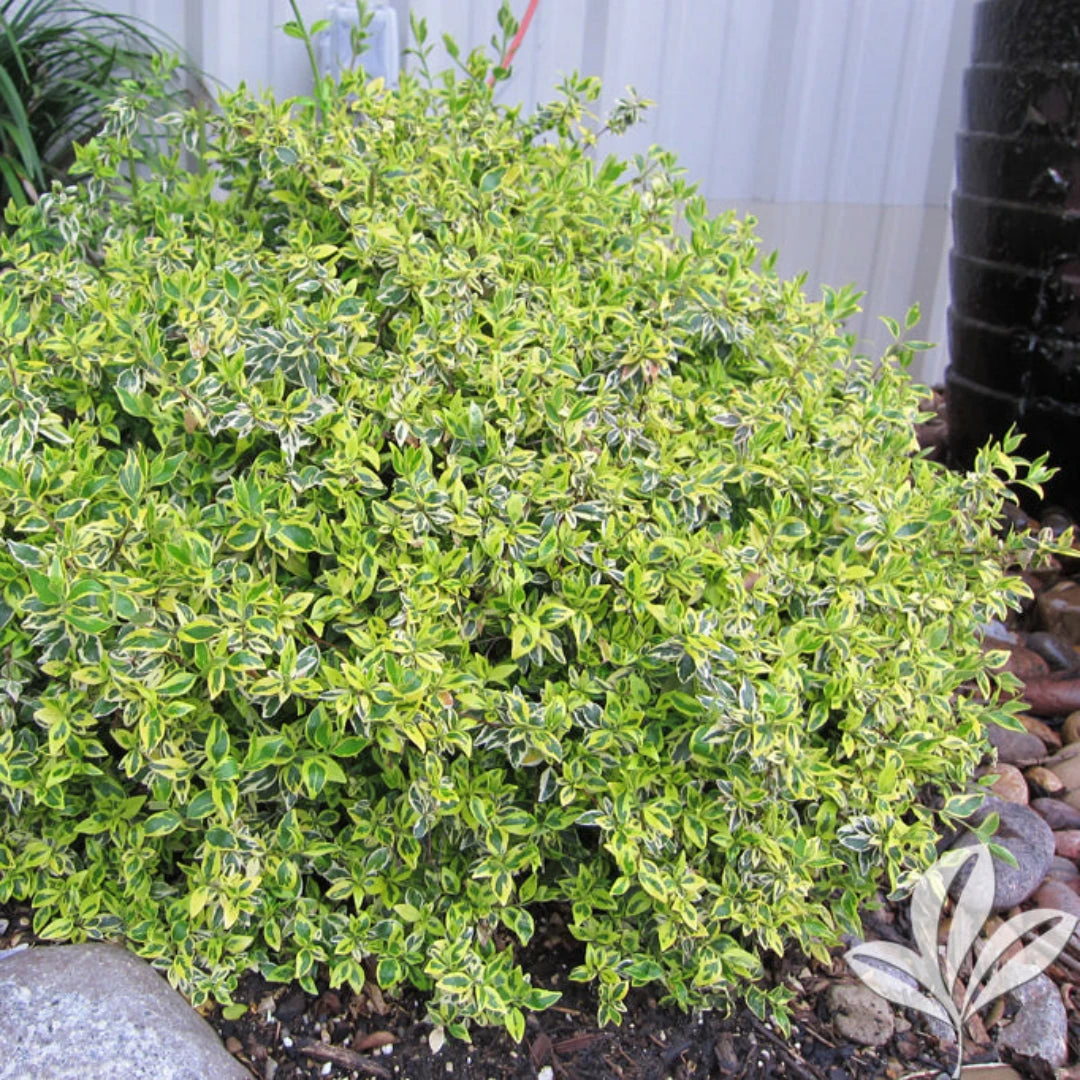 Twist Of Lime Glossy Abelia 1 Twist Of Lime Glossy Abelia