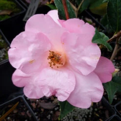 Taylor's Perfection Camellia