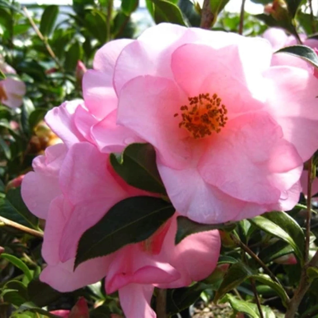 Taylor's Perfection Camellia 3 Taylor's Perfection Camellia - Image 3