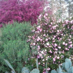 Taylor's Perfection Camellia 14 Taylor's Perfection Camellia -Pixies Gardens TaylorPerfection 03 Custom