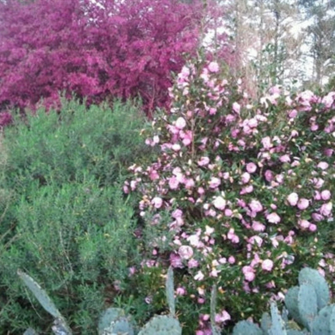 Taylor's Perfection Camellia 7 Taylor's Perfection Camellia - Image 7