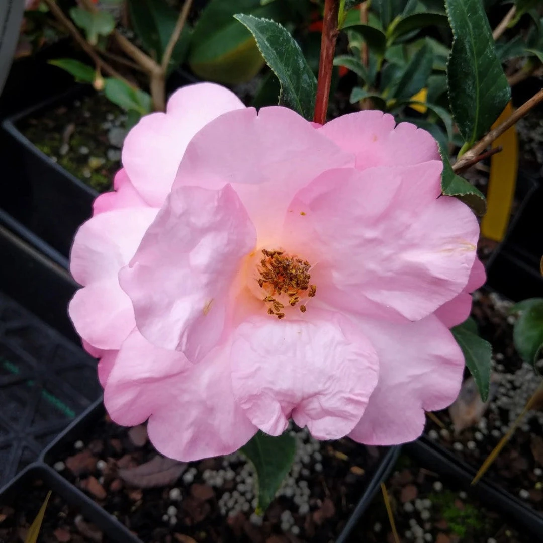 Taylor's Perfection Camellia 2 Taylor's Perfection Camellia - Image 2