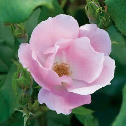 The Blushing Knock Out Rose