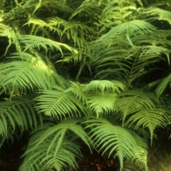 Thelypteris Kunthii Southern Shield Fern - [EG] -Pixies Gardens Thelypteris kunthii.i 764.s 3846.r 3 23c32480 3bf7 4544 9852 1e89966865d7