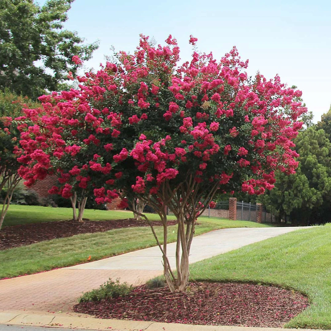 Red Crape Myrtle 2 Red Crape Myrtle - Image 2