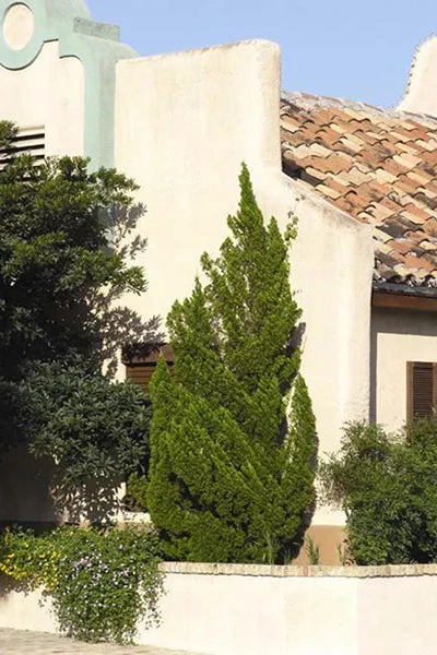 Juniper Torulosa 1 Juniper Torulosa