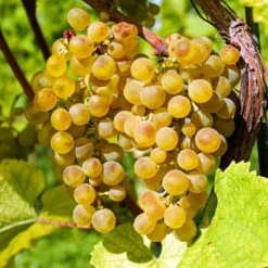 Vidal Blanc Grape -Pixies Gardens Traminette Grape