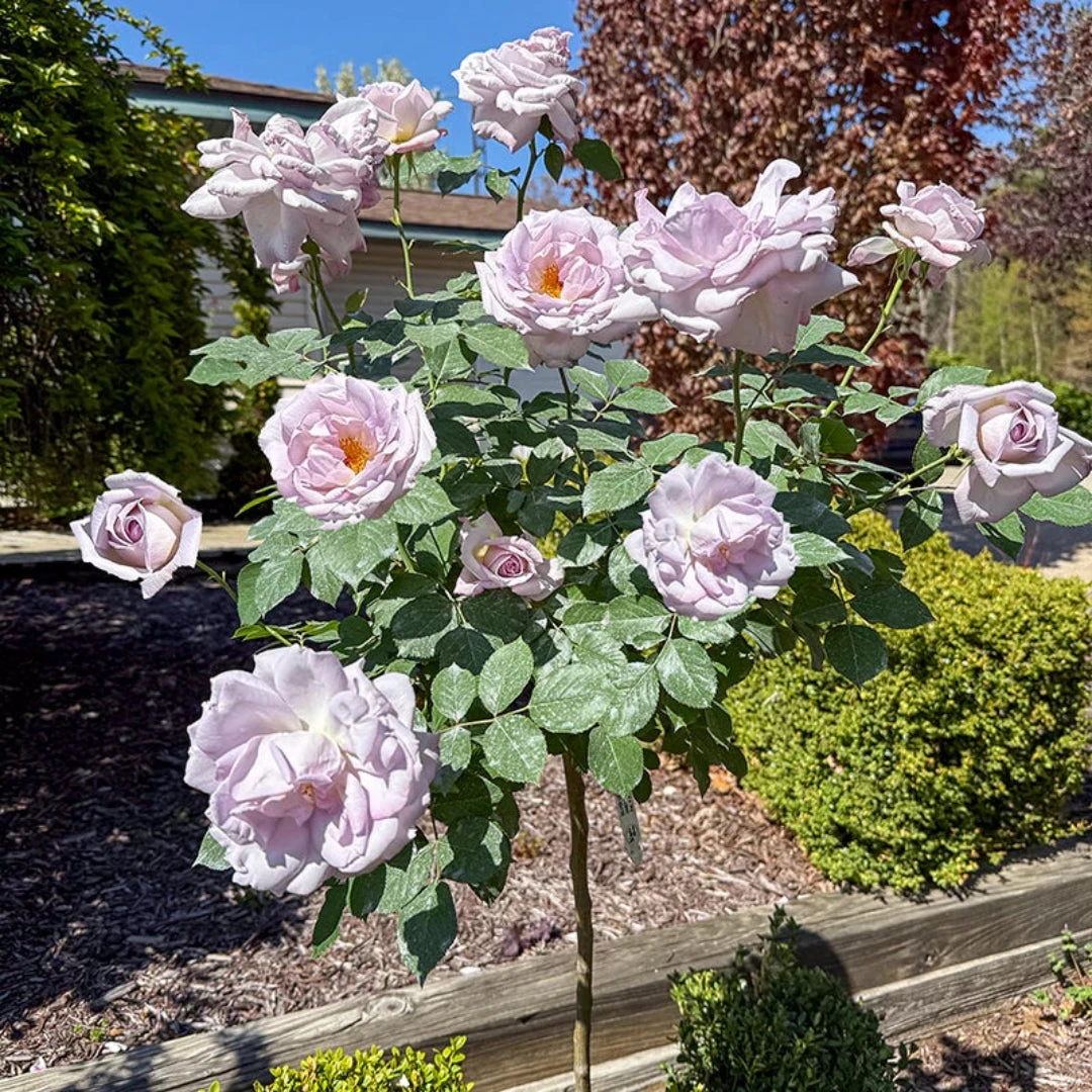 Blue Girl Hybrid Tea Rose 5 Blue Girl Hybrid Tea Rose - Image 5