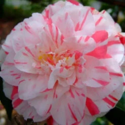 Tricolor Camellia -Pixies Gardens TricolorCamellia 02 Custom