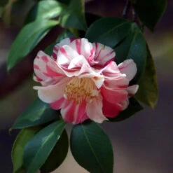 Tricolor Camellia -Pixies Gardens TricolorCamellia 03 Custom