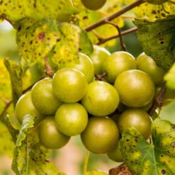 Triumph Muscadine Grape Vine