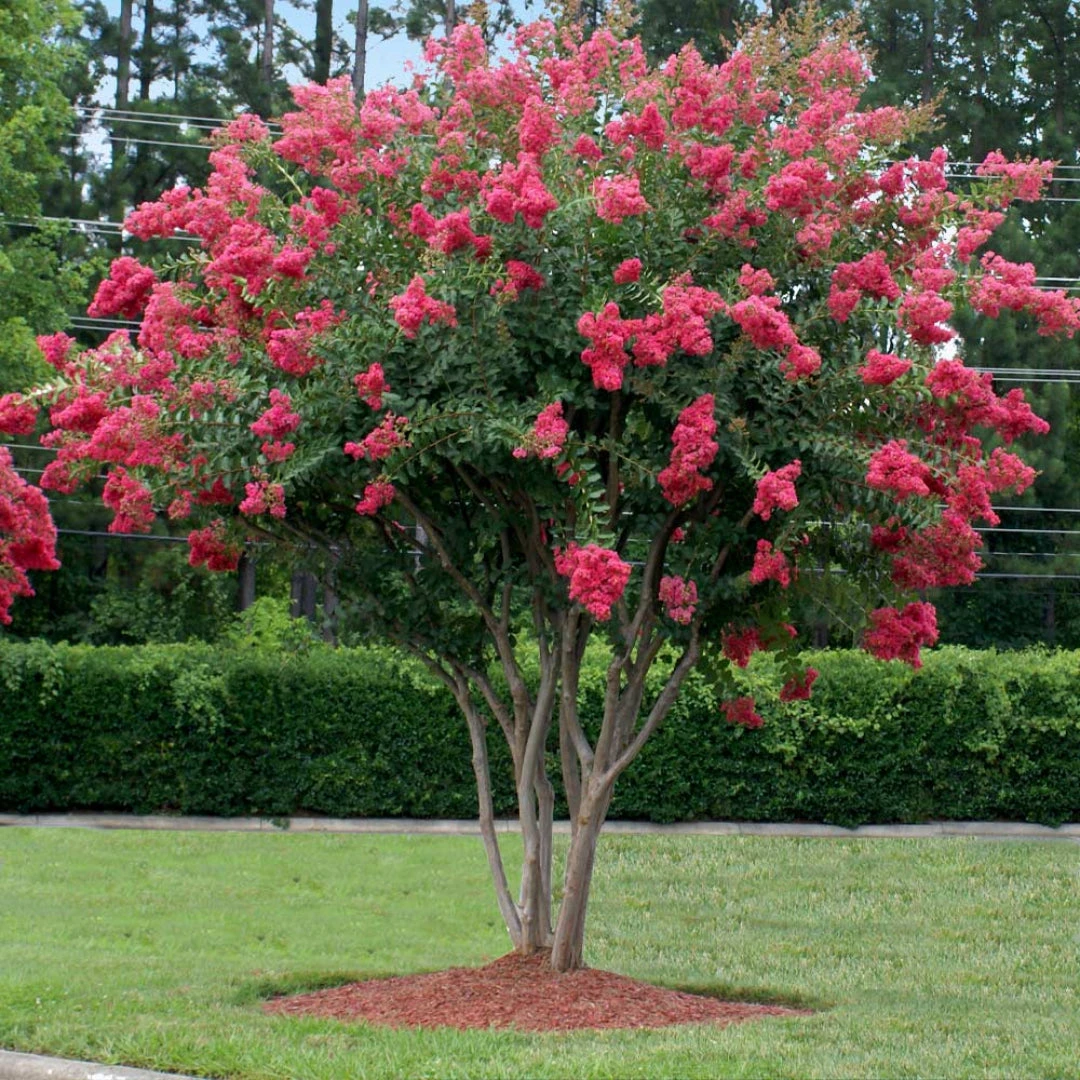 Red Crape Myrtle 6 Red Crape Myrtle - Image 6