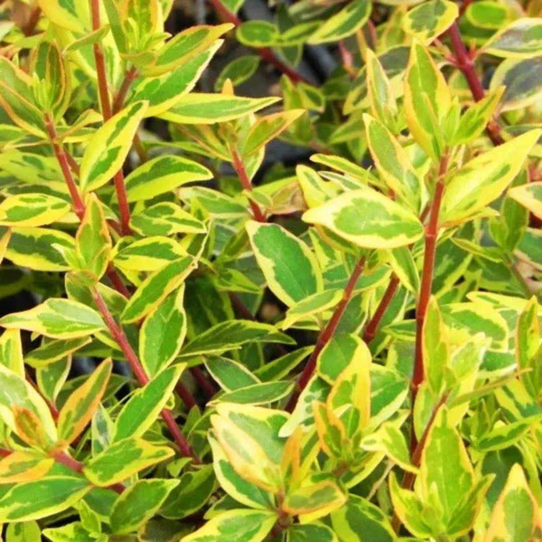 Twist Of Lime Glossy Abelia 4 Twist Of Lime Glossy Abelia - Image 4