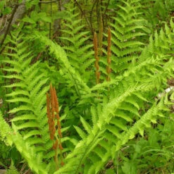 Osmunda Cinnamomea 'Cinnamon Fern' - [CG] -Pixies Gardens UCK67X7URAQERD3OM4WHU3MS