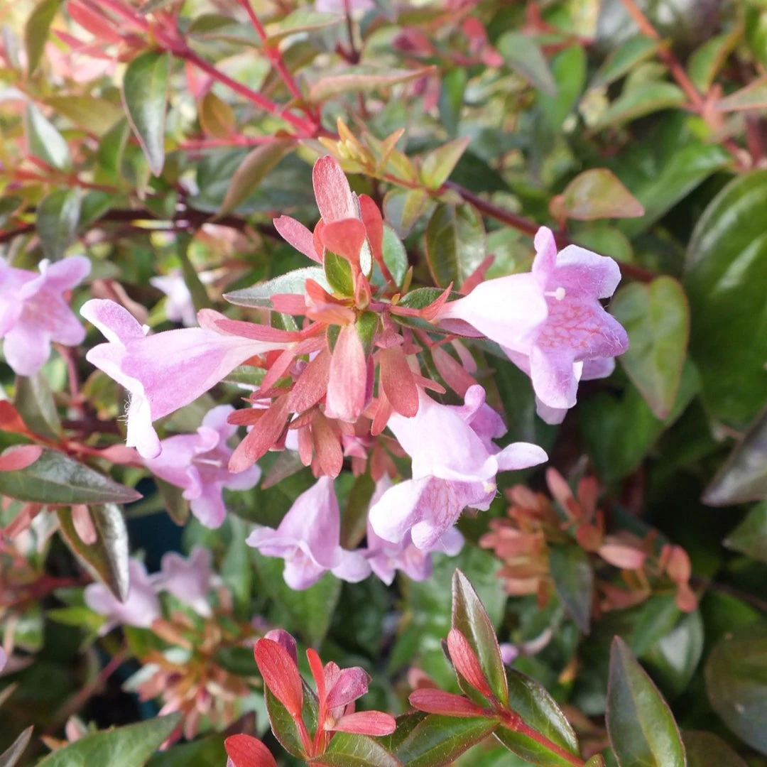 Peach Perfection Abelia 1 Peach Perfection Abelia