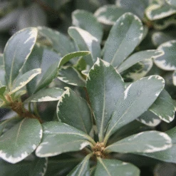 Variegated Pittosporum A.k.a. Japanese Mock Orange