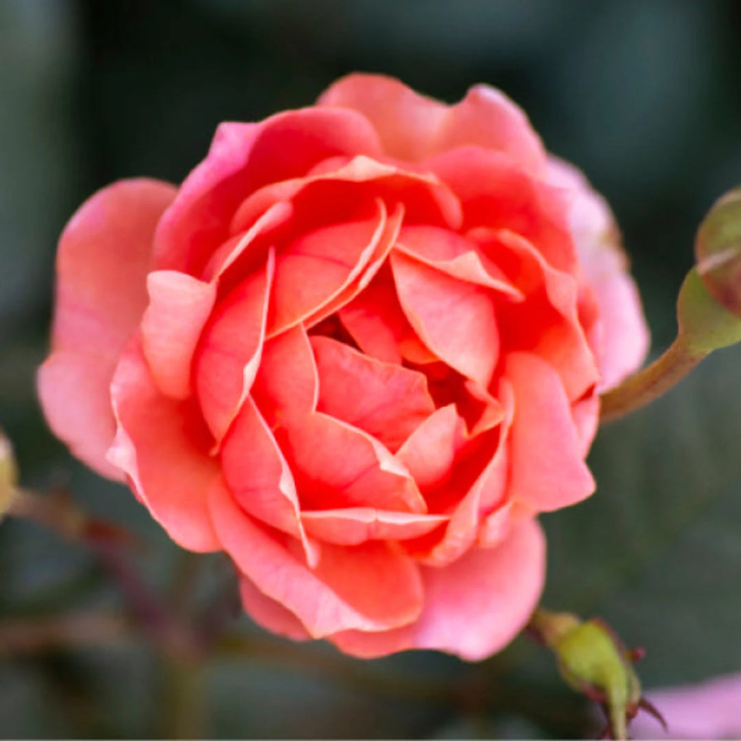 Coral Knock Out Rose 7 Coral Knock Out Rose - Image 7