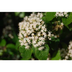 Viburnum Luzonicum Shrub -Pixies Gardens Viburnum luzonicum f qN7Pz70gsoP5