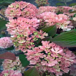 Kern's Pink Snowball Viburnum Shrub -Pixies Gardens Viburnum plicatum Kerns Pink b 1200x1813 1