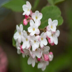 Juddii Viburnum Shrub 8 Juddii Viburnum Shrub -Pixies Gardens ViburnumJudd 07 0838 1