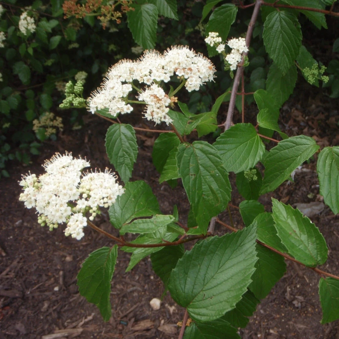 Arrowwood Viburnum Shrubs 2 Arrowwood Viburnum Shrubs - Image 2
