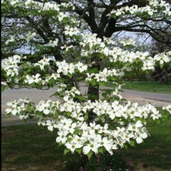 White Dogwood Tree