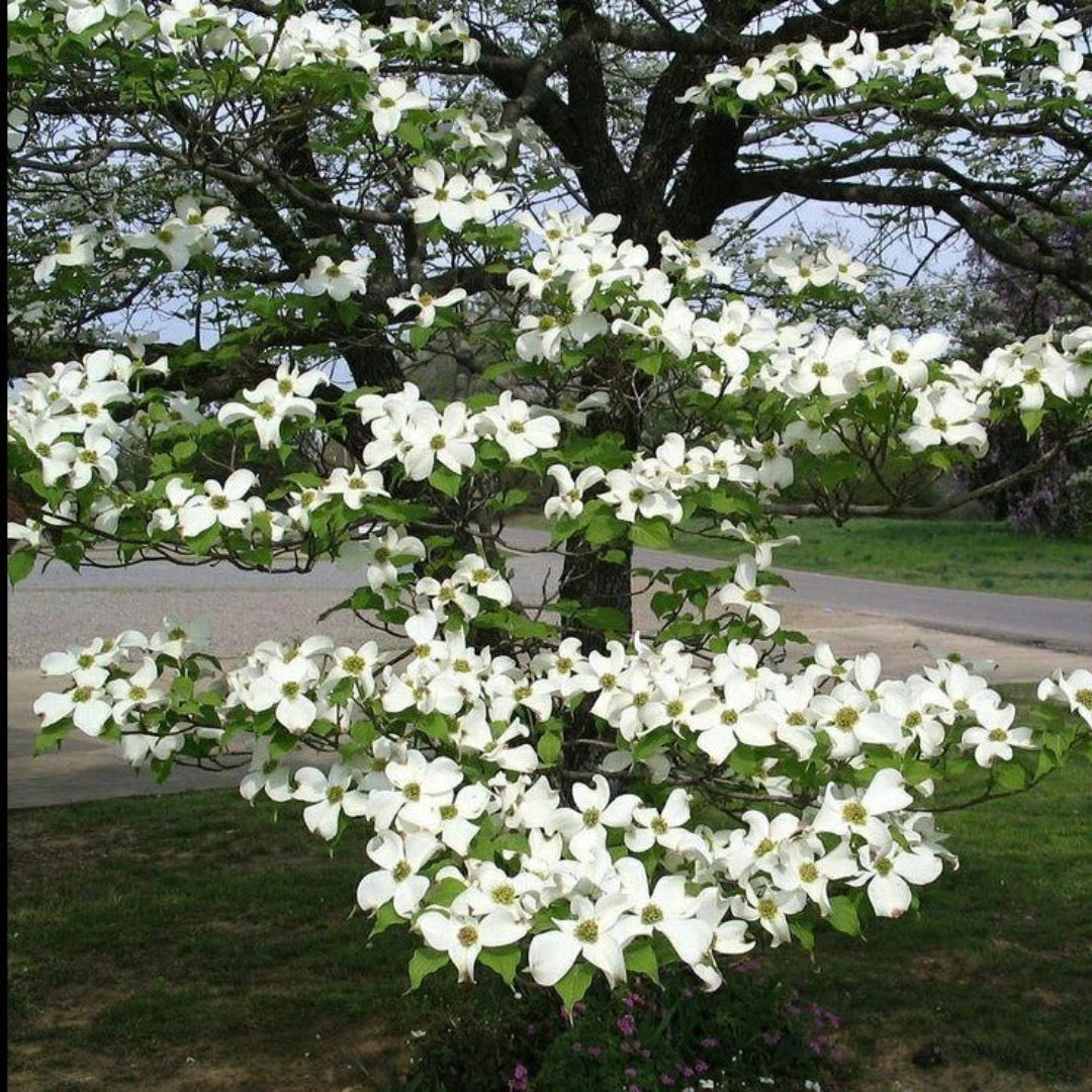 White Dogwood Tree 1 White Dogwood Tree