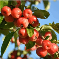 Hanska Plumcot-Hybrid Cross Between Plum An Apricot