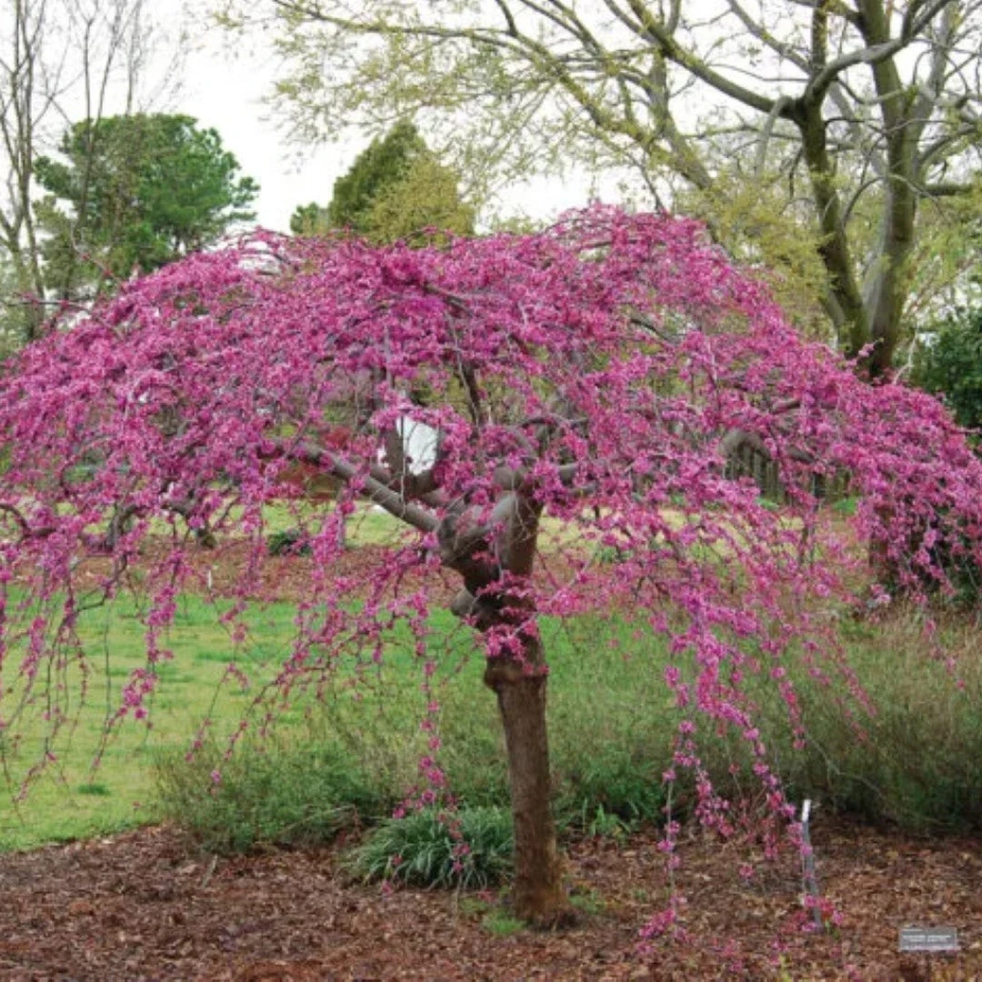 Ruby Falls Weeping Redbud Tree 3 Ruby Falls Weeping Redbud Tree - Image 3