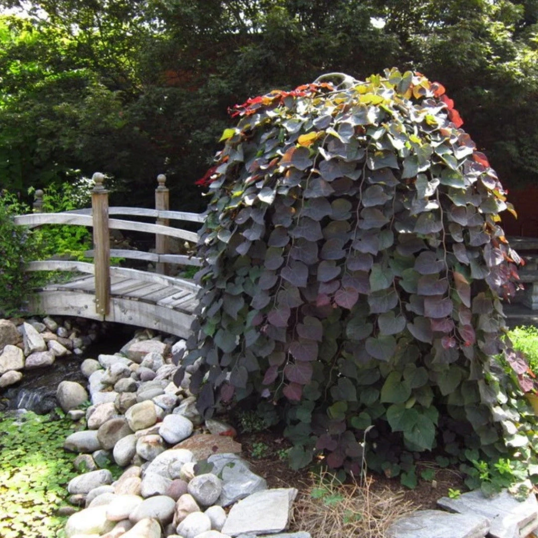Ruby Falls Weeping Redbud Tree 1 Ruby Falls Weeping Redbud Tree
