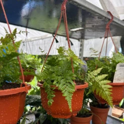 Autumn Fern Hanging Basket (Live Indoor/Outdoor Plant)