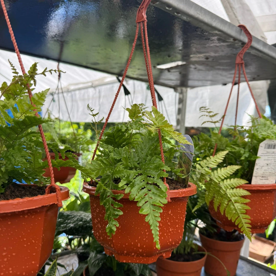Autumn Fern Hanging Basket (Live Indoor/Outdoor Plant) 1 Autumn Fern Hanging Basket (Live Indoor/Outdoor Plant)