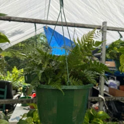 Autumn Fern Hanging Basket (Live Indoor/Outdoor Plant) 7 Autumn Fern Hanging Basket (Live Indoor/Outdoor Plant) -Pixies Gardens WhatsApp Image 2025 05 29 at 1.08.15 PM