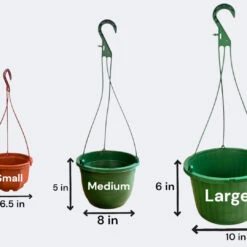 Autumn Fern Hanging Basket (Live Indoor/Outdoor Plant) 9 Autumn Fern Hanging Basket (Live Indoor/Outdoor Plant) -Pixies Gardens WhatsApp Image 2025 05 29 at 12.57.56 PM 1