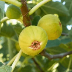 White Marsellias Fig Tree - Cold Hardy -Pixies Gardens White Marseilles Fig 768x432 1